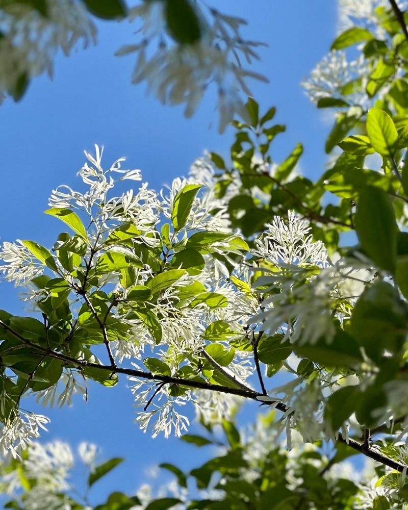 Fringe Tree