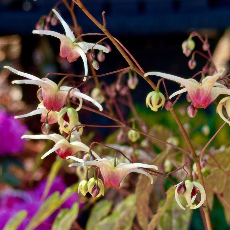 Epimedium
