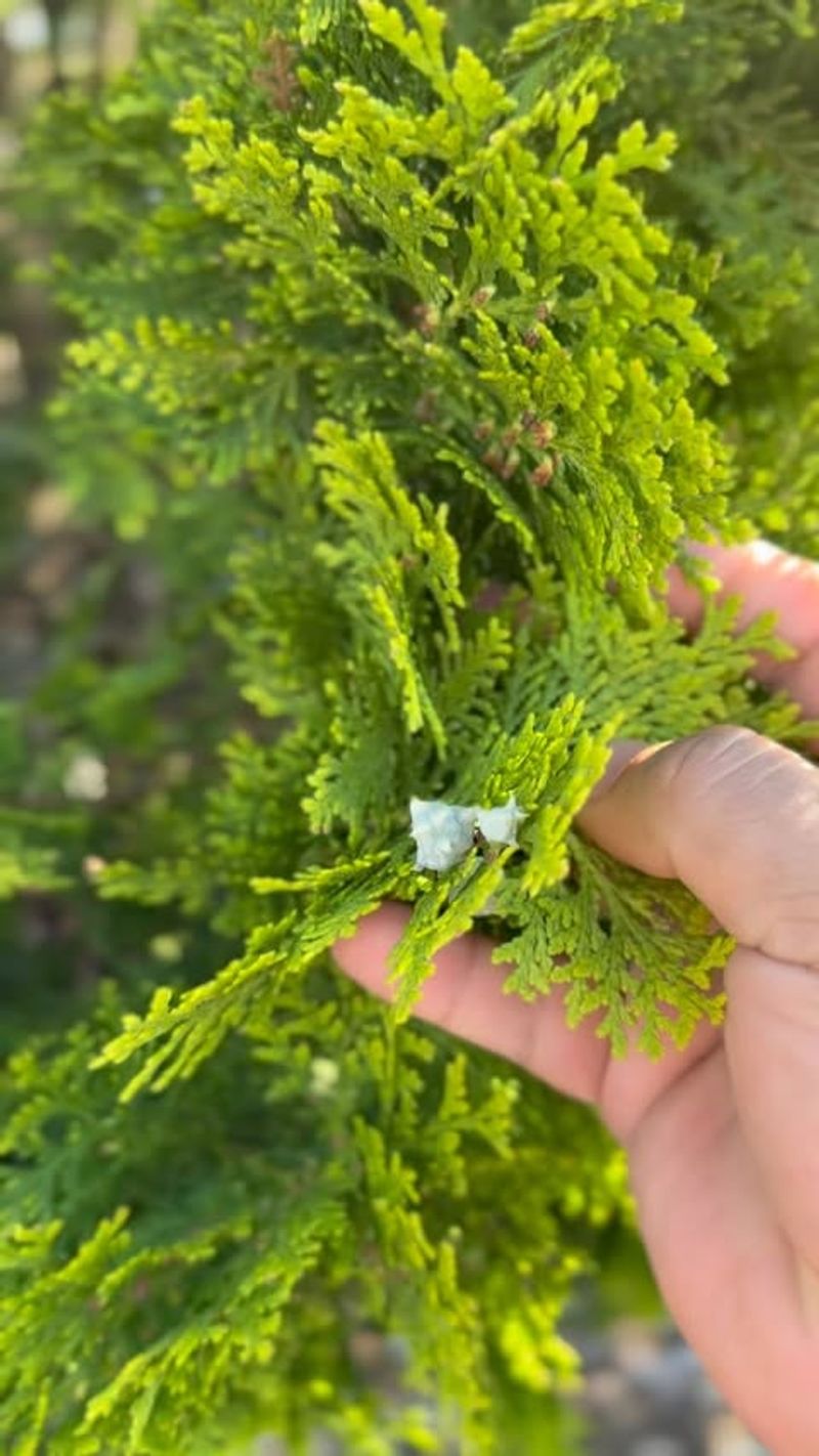 Northern White Cedar