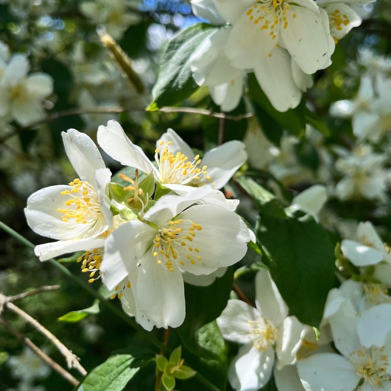 Mock Orange (Philadelphus lewisii)