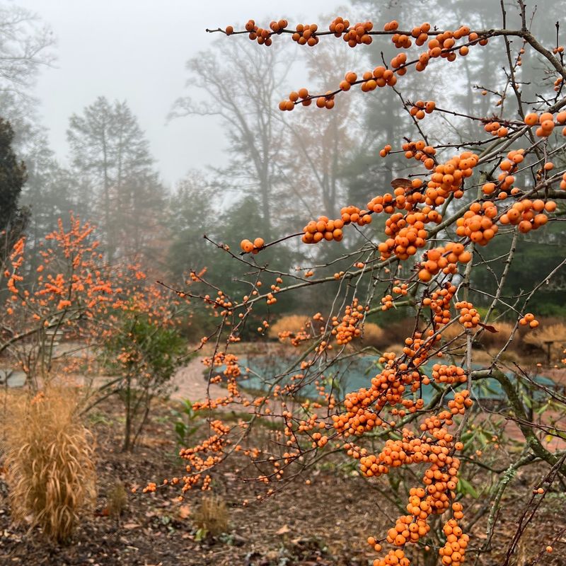 Winterberry Holly Barriers