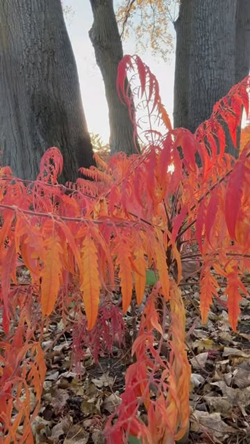 Sumac