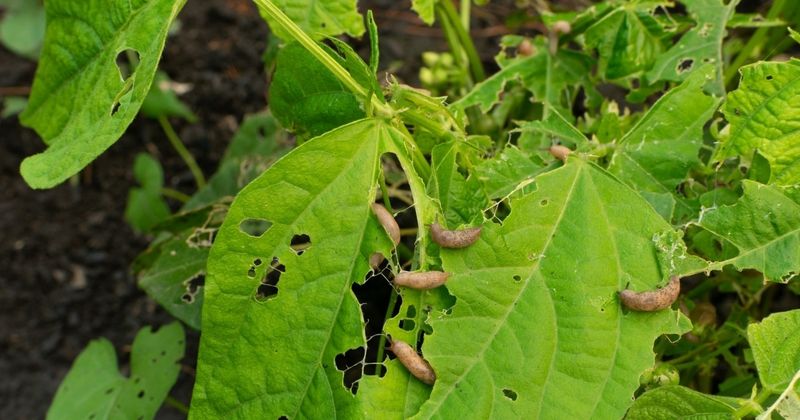 Monitor And Control Late-Summer Pests