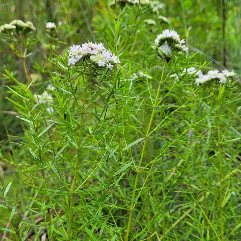 Historical Medicinal Uses