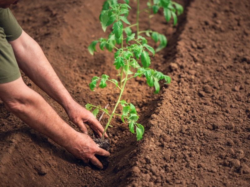 Trench Planting Method