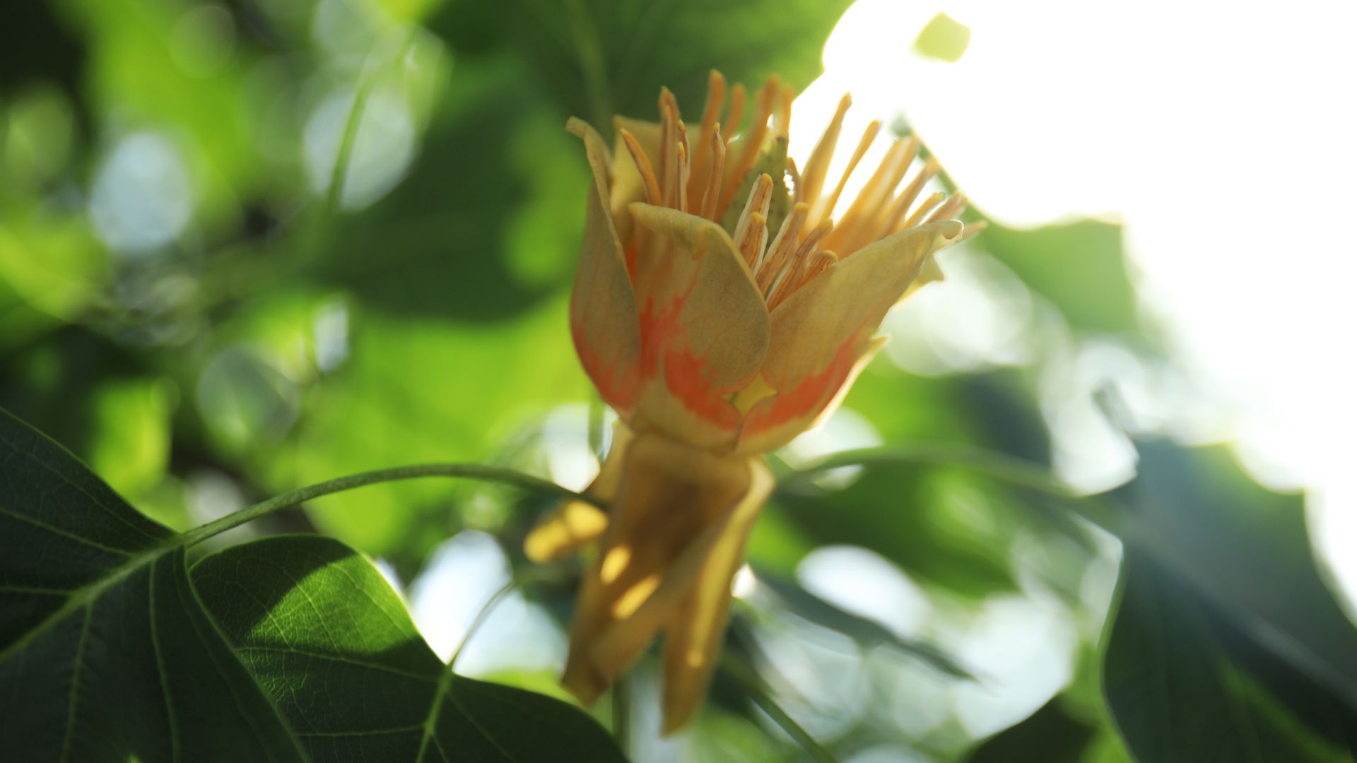 tulip poplar tree