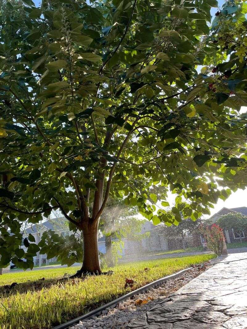 Royal Empress Tree