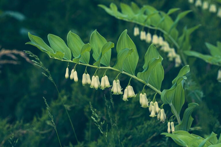 Solomon's seal plant (featured image)