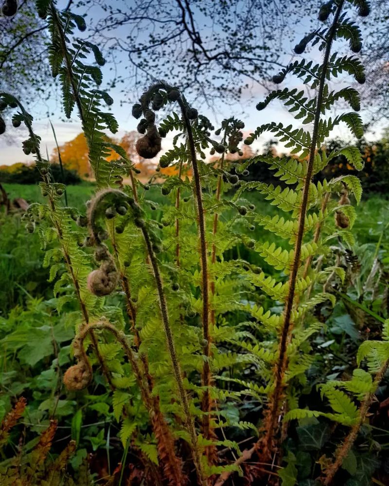 Ferns: The Ancient Woodland Wonders