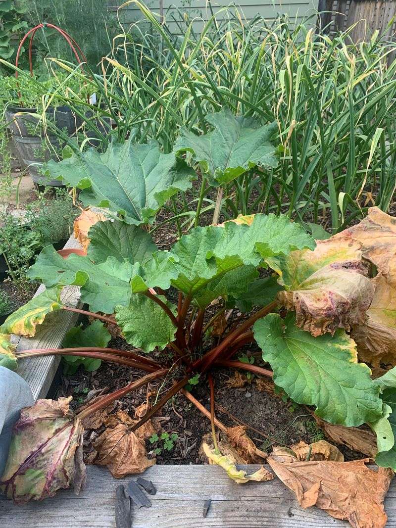 First-Year Flower Prevention