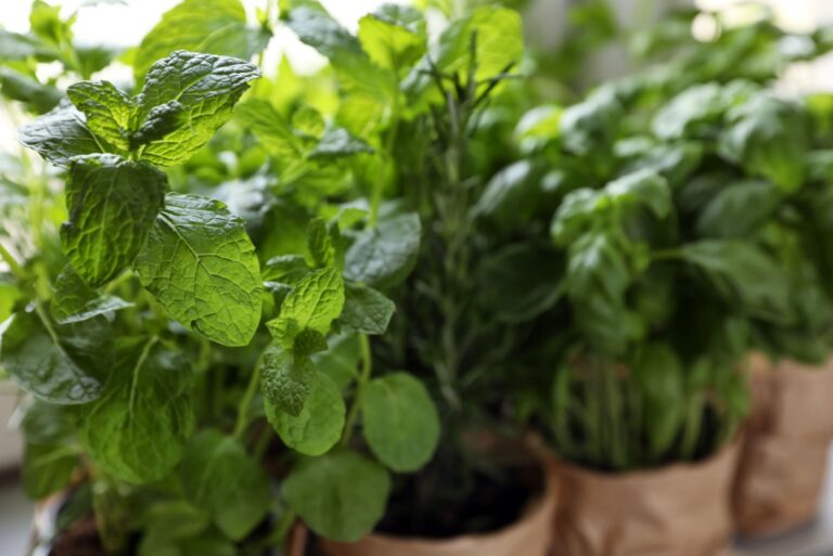 potted mint plant (featured image)