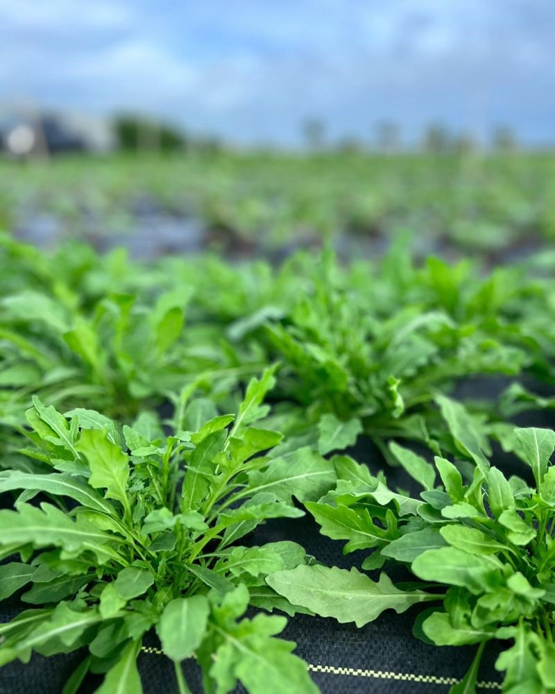 Wild Arugula