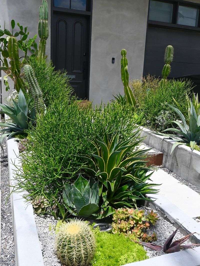 Succulent Showcases