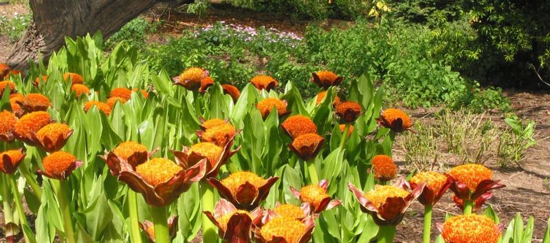 Subtropical Garden's Architectural Remnants
