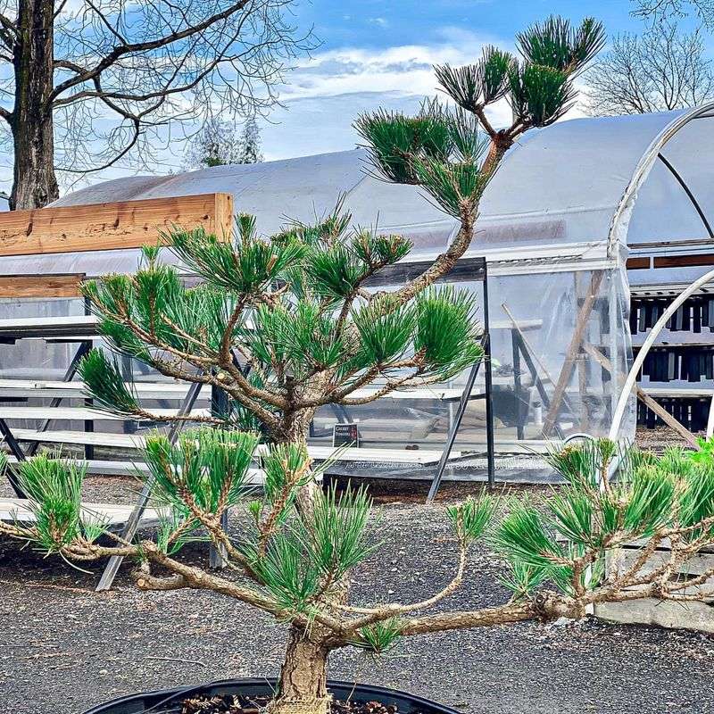 Niwaki Tree Pruning