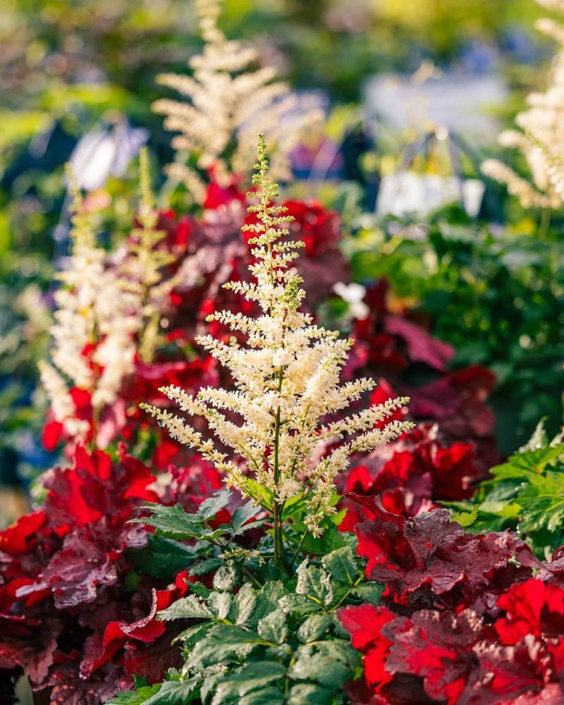 Astilbe Asks For Autumn Action