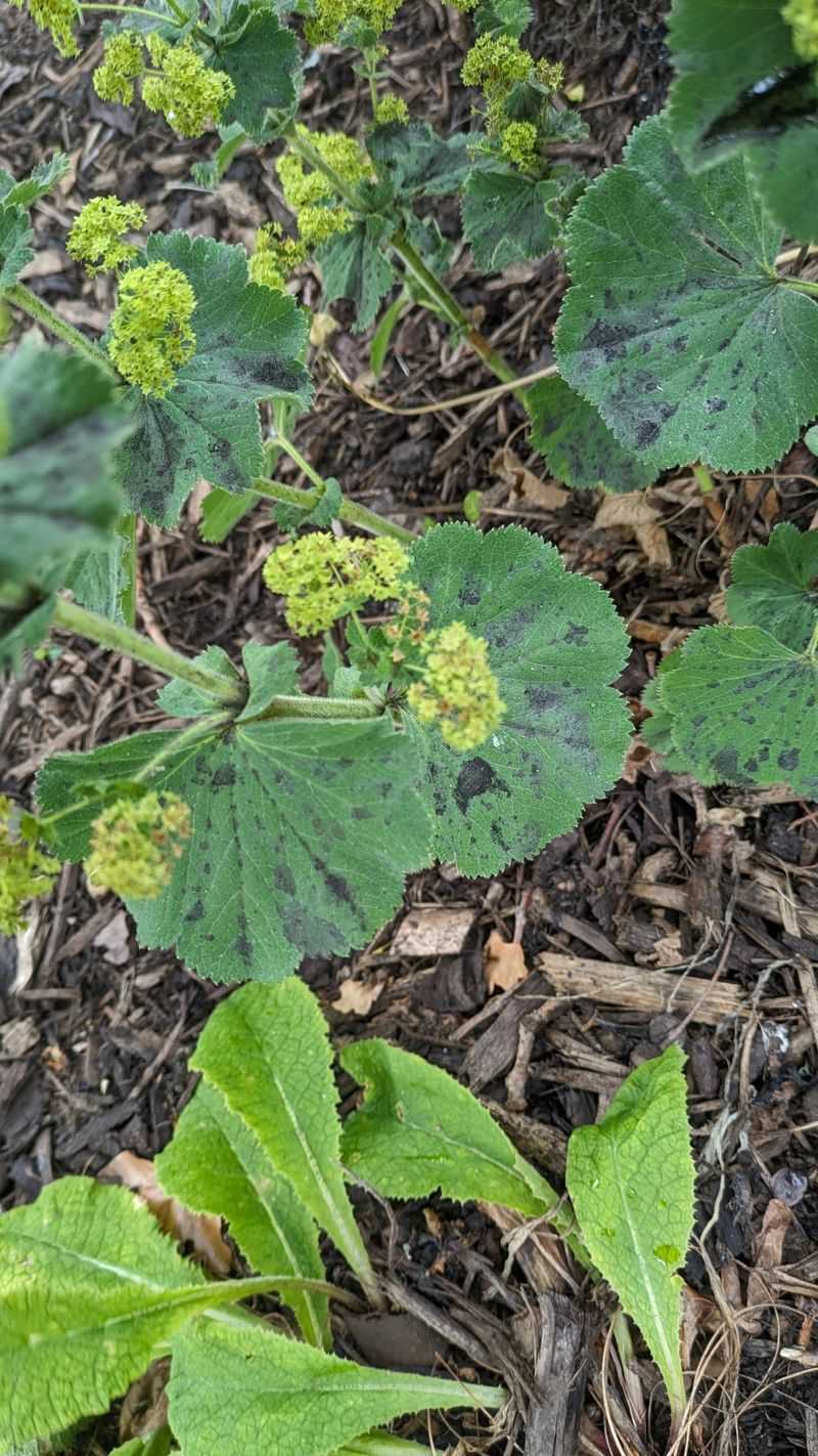 Lady's Mantle
