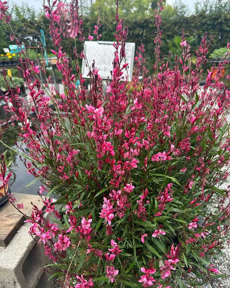 Gaura (Whirling Butterflies)