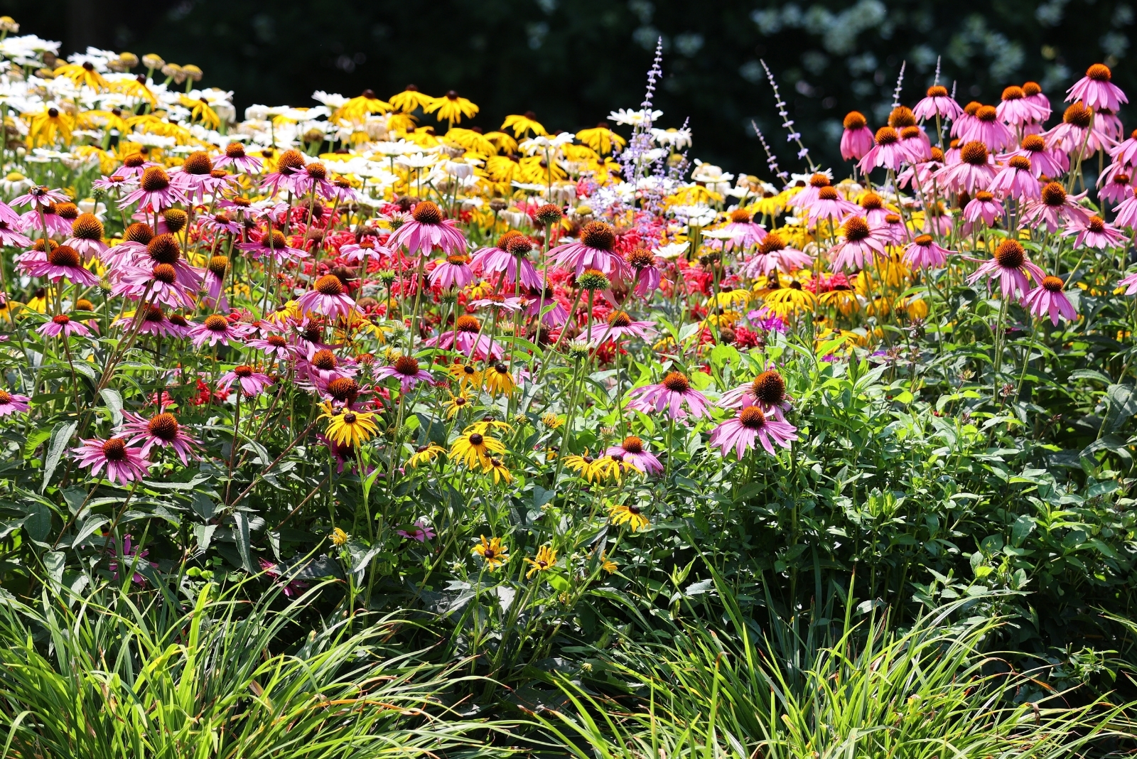 Shaw Nature Reserve Event Takes Center Stage At Missouri Botanical Garden
