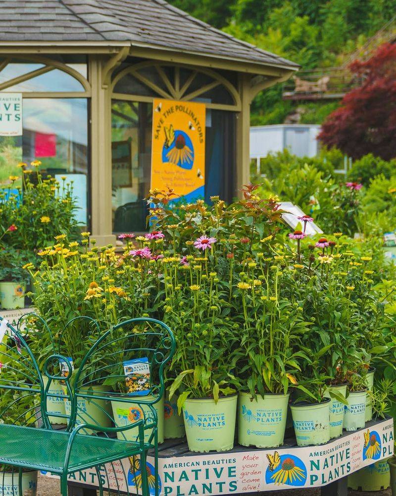 Native Plant Workshops
