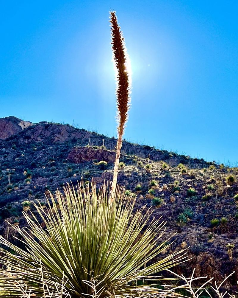 Desert Spoon