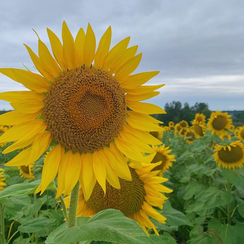 Brandon's Artistic Sunflower Community