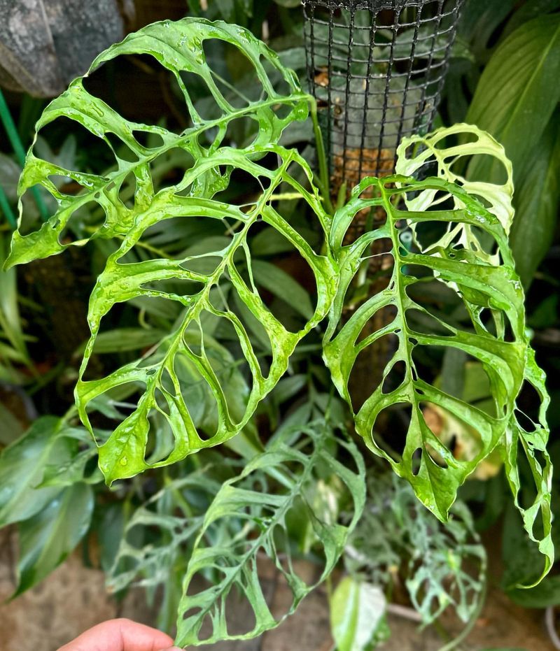 Monstera Obliqua