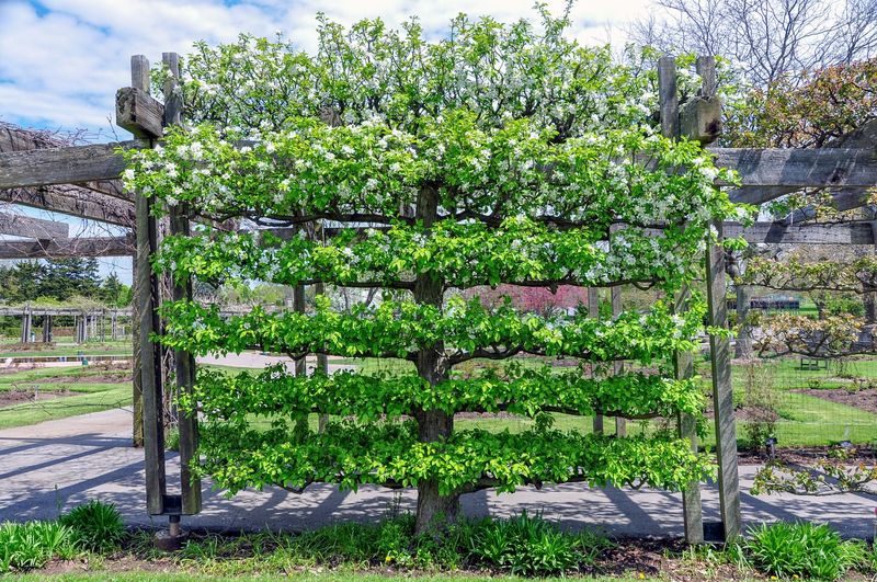 Espalier Fruit Trees