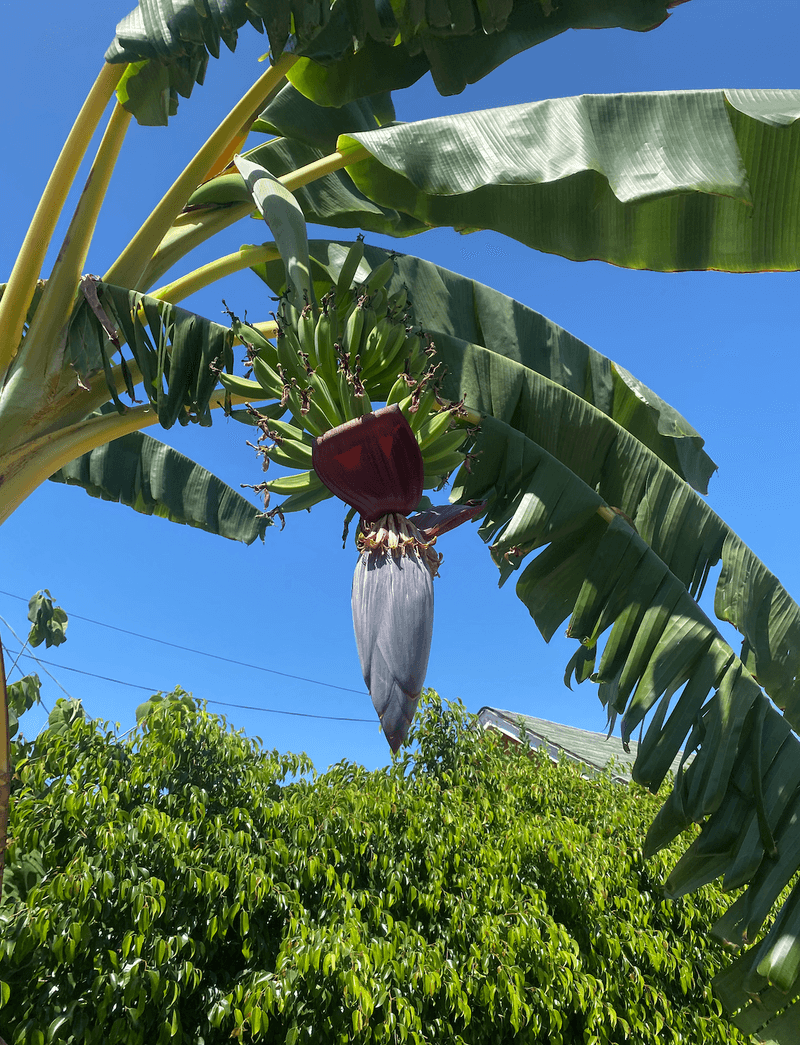 Use Banana Trees As Living Mulch
