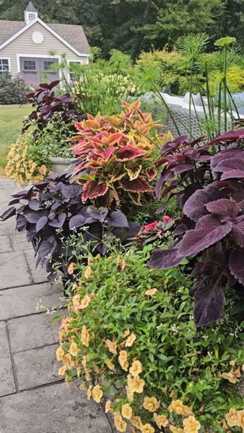 Attend Local Plant Swaps