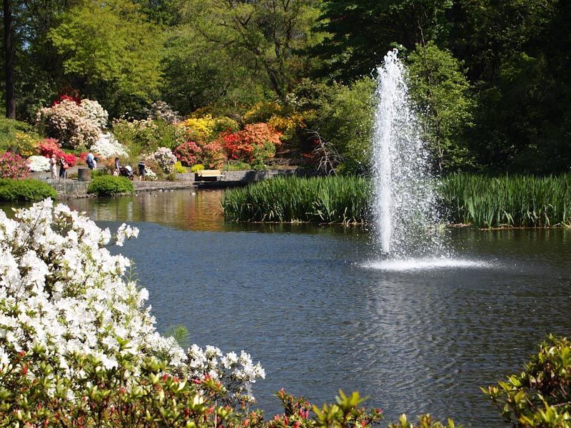 Crystal Springs Rhododendron Garden: A Flowering Paradise