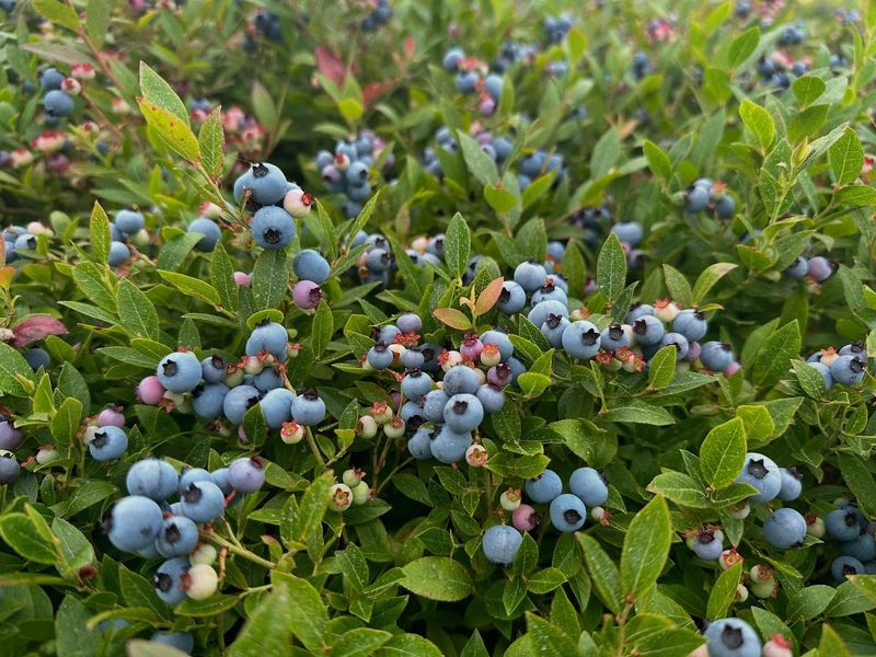 Wild Blueberry Patches In The Woodland Garden