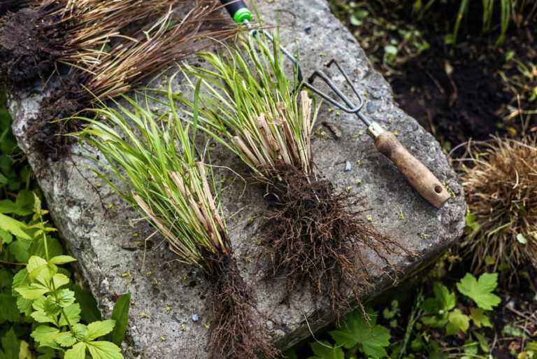Dividing ornamental grasses (featured image)