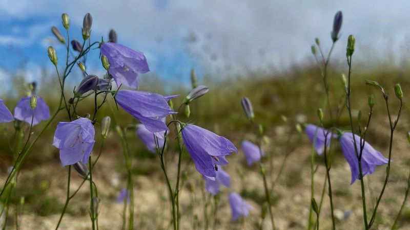 Harebells