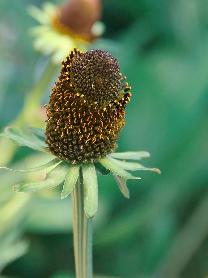 Western Coneflower