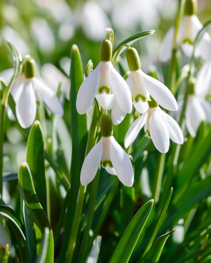 Cheerful Snowdrops
