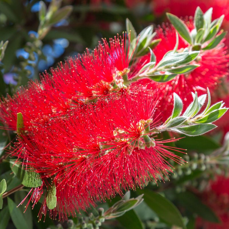 Bottlebrush Bliss