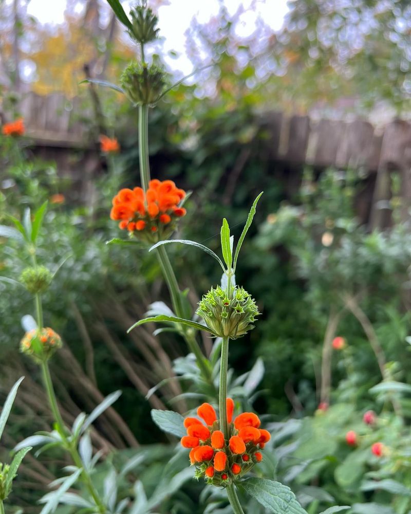 Lion's Ear