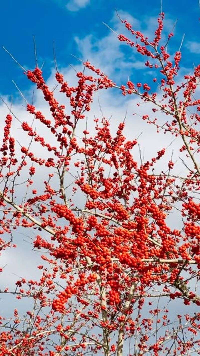 Possumhaw