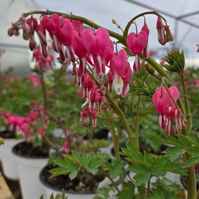 Bleeding Hearts Benefit From Breathing Room