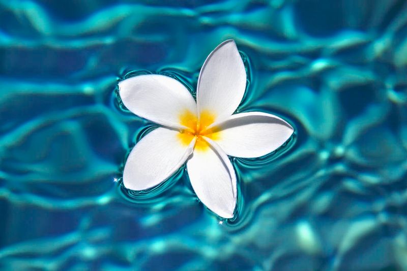 Reflecting Pools With Floating Plumeria
