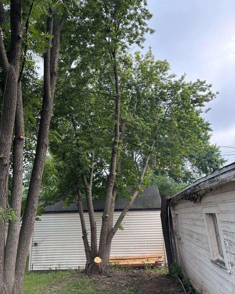 Bradford Pear Problems