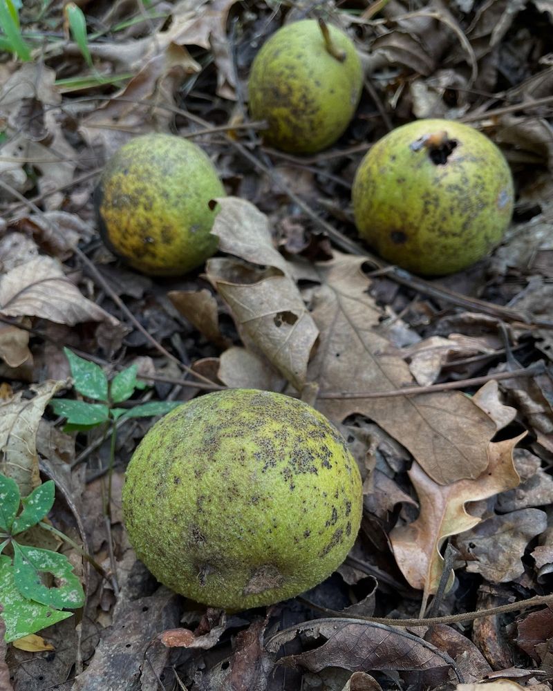 Black Walnut's Toxic Trick