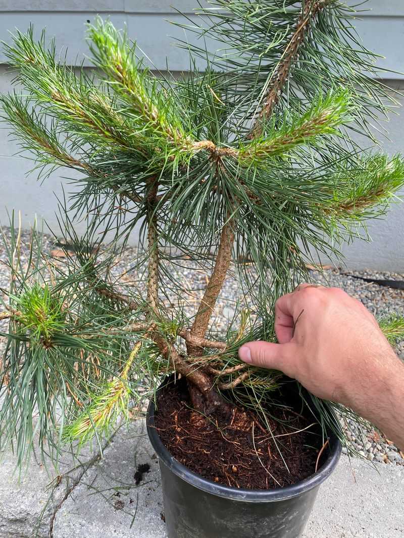 Australian Pine