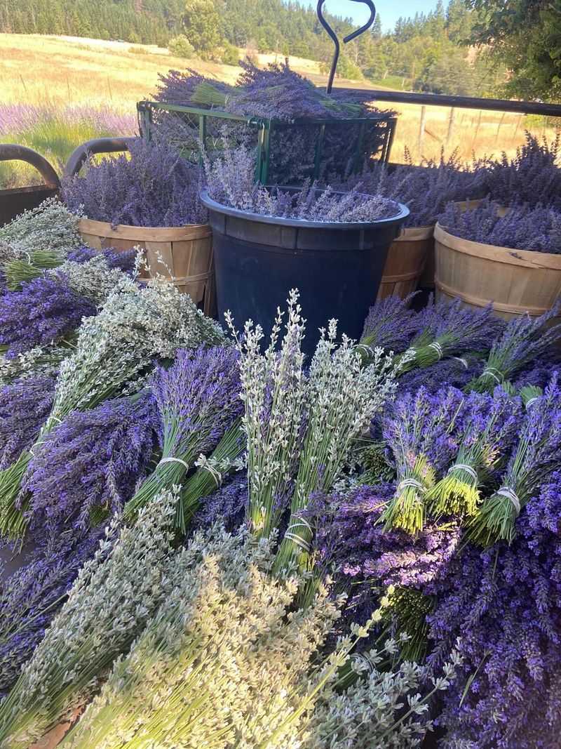 Yachats Coastal Lavender Settlement
