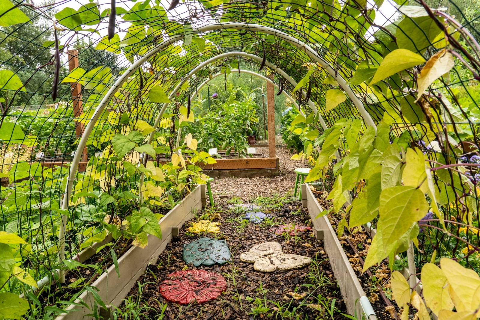 Simple DIY Options As Georgia Trellis And Support Costs Rise