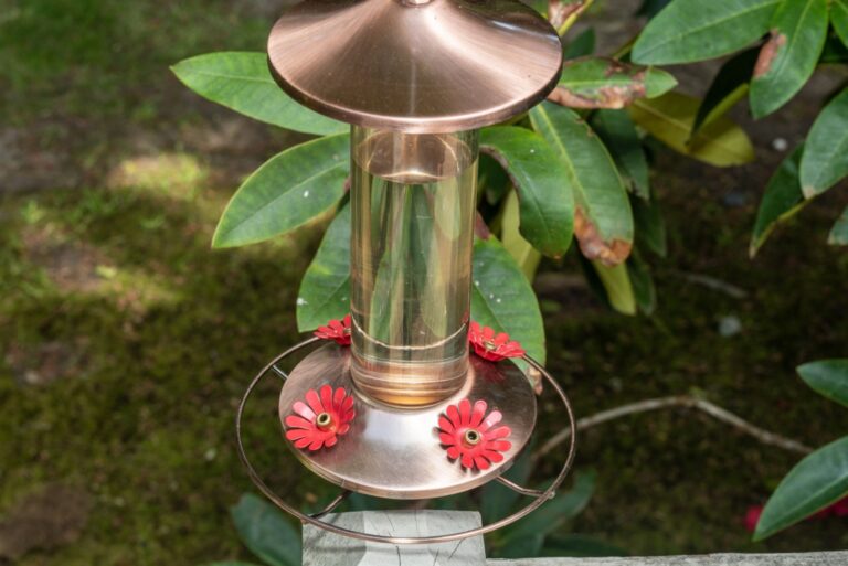 hummingbird feeder (featured image)