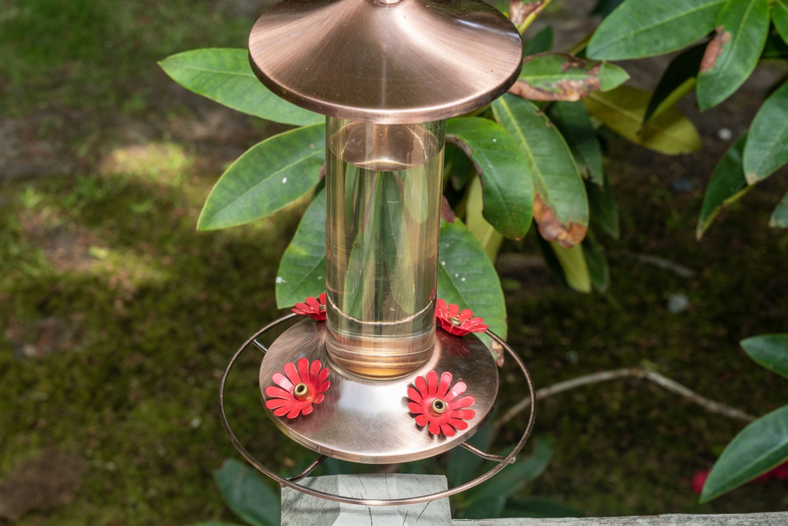 Simple Feeder Cleaning Tips To Attract More Hummingbirds In North Carolina