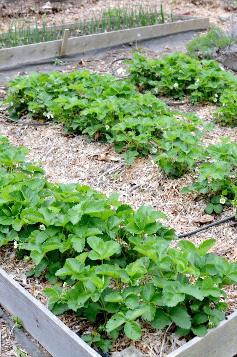 Plants That Thrive In Arkansas No-Dig Gardens