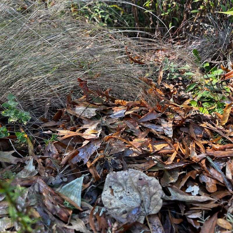 Leave Fallen Leaves In Garden Beds
